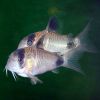 Сомик панда (Corydoras panda)