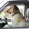 Путешествие на автомобиле с собакой