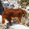 Организация поездки на Крит с домашним животным