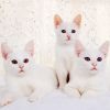 Белые кошки