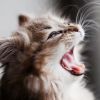 Респираторные инфекции и простуды у кошек