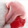 Кровотечения из носа у кошек