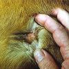 Горячие точки у собак. Острый влажный дерматит, гнойно-травматический дерматит, влажная экзема или «летние язвы»