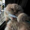 Кошачьи зубы – уход за зубами кошки