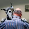 Как собака показывает свою любовь