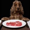5 причин, почему собака должна есть лучше нас