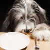 Человеческое понимание собачьего питания