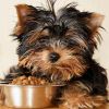 Нужен ли собаке корм для конкретной породы?