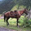 Албанская лошадь
