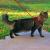 Кошка: прогулка на улице или курорт дома