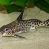 Синодонтис (Synodontis)