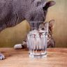 Кошка пьет из стакана