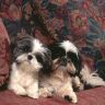 Две собаки на диване