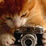 Котенок и фотоаппарат