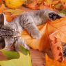 Котенок в кленовых листьях