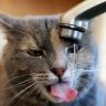 Кошка пьет воду из крана