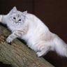 Красивая кошка на дереве