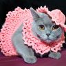 Британская короткошерстная кошка одета в розовое вязаное платье