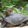 Бурундук сидит на черепахе