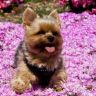Собака на цветочной поляне