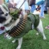 Собака в боевой готовности