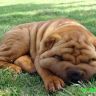 Собака спит на траве
