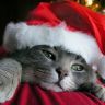 Котенок в колпаке Санта Клауса
