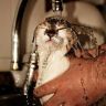 Кошку моют под краном
