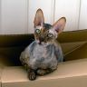Кот (порода корниш-рекс) сидит в коробке