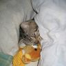 Кошка спит под одеялом с игрушкой