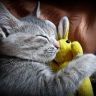 Котенок спит с игрушечным зайчиком