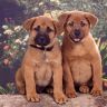 Два щенка сидят на бревне