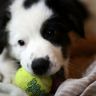 Собака и теннисный мячик