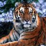 Роскошный тигр