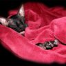 Сфинкс очень устал и спит в красном одеяле
