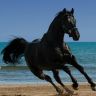 Черная лошади у моря