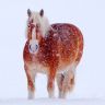 Лошадь идет по снегу