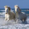 Лошади бегут по воде