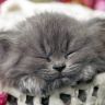 Котенок - как сладко спится