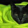 Кошка в зеленом полотенце