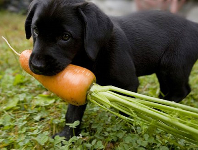 щенок с морковью