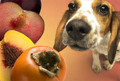 собака и фрукты