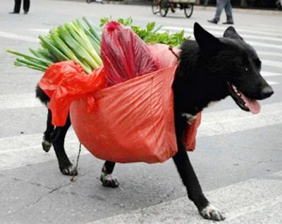 собака с овощами