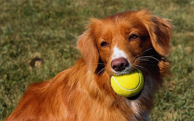 собака с мячом