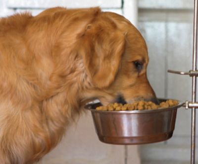 собака ест корм