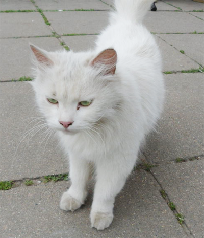 старая белая кошка
