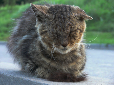 старая кошка