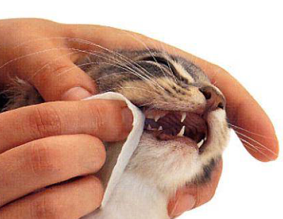 как ухаживать за зубами кошки