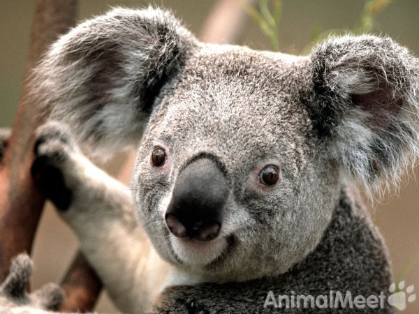 Koala.jpg