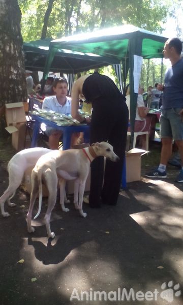 Выставка собак. Нерехта 20.07.2014 г. Фото 65.